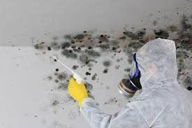 Best Mold Remediation for Healthcare Facilities  in Willmar, MN